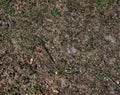 Partially dried meadow, many weeds, small sticks, leaves and small stones