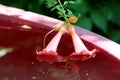 Partially emerged in water Trumpet vine or Campsis radicans flowering deciduous woody vine plant with two flowers