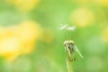 Partially empty seed head of a dandelion wild flower Taraxacum.Two seeds on a dandelion. Summer flower. Yellow Green Blurred Bluer Royalty Free Stock Photo