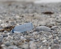 Plastic water bottle on a beach Royalty Free Stock Photo