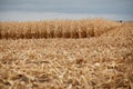 Partially harvested field of corn or maize