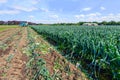 Partially harvested leek plants in a Dutch field