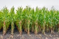 Partially harvested silage maize from close Royalty Free Stock Photo