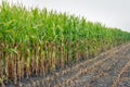 Partially harvested silage maize on the field Royalty Free Stock Photo