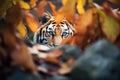 partially hidden tiger watching intently Royalty Free Stock Photo