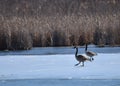 Partially ice covered pond with several Canadian Geese Royalty Free Stock Photo