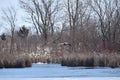 Partially ice covered pond with several Canadian Geese Royalty Free Stock Photo