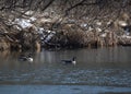 Partially ice covered pond with several Canadian Geese Royalty Free Stock Photo