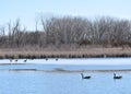 Partially ice covered pond with several Canadian Geese Royalty Free Stock Photo