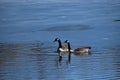 Partially ice covered pond with several Canadian Geese Royalty Free Stock Photo