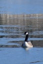 Partially ice covered pond with several Canadian Geese Royalty Free Stock Photo