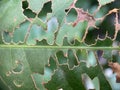 Partially Insect Eaten Leaf