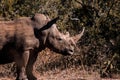 Mud-caked Rhino Royalty Free Stock Photo