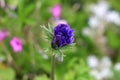 Partially open Anemone perennial plant with violet petals growing in local urban garden surrounded with other flowers