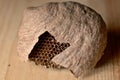 Partially open bee hive