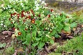 Partially open bunch of Primrose or Primula dark red with bright yellow center small flowers in home garden