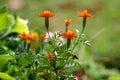 Partially open Mexican marigold or Tagetes erecta plants with dense orange petals surrounded with slim dark green leaves