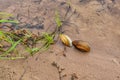 Partially open river mussel shells on sand. Pseudanodonta complanata Royalty Free Stock Photo