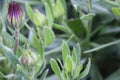 Partially opened bud of an African daisy with a blurred ba