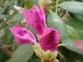 partially opening up buds of pink purple rhodendrum flowers