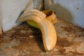 PARTIALLY PEELED RIPE BANANA ON A SHELF Royalty Free Stock Photo