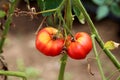 Partially ripe two red to yellow tomatoes attached to single vine growing in home garden surrounded with light green and dry brown Royalty Free Stock Photo