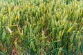 Partially ripe wheat growing in a field