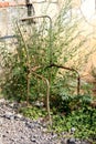 Partially rusted outdoor chair metal frame with missing seat discarded in nature as garbage surrounded with overgrown plants