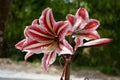 Amaryllis Lily Dutch Giant Bulb Ã¢â¬â Amaryllis Lily flowers, with the blurry background of nature.