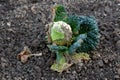 Partially shriveled and dried Kale or Leaf cabbage hardy cool season annual green vegetable plant with dark green edible leaves