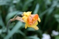 Partially shriveled Narcissus or Daffodil perennial herbaceous bulbiferous geophytes plant with yellow flower planted in local Royalty Free Stock Photo