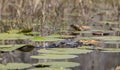 Partially submerged alligator, alligator mississippiensis, in the Okefenokee swamp