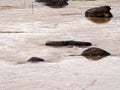 , partially submerged rocks in busy stream Royalty Free Stock Photo