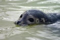 Partially submerged seal