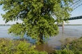 Partially submerged tree at the flooded Mississippi river bank in springtime Royalty Free Stock Photo