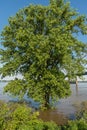 Partially submerged tree at the flooded Mississippi river bank in springtime Royalty Free Stock Photo