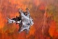 Partially submerged tree stump in a Loch