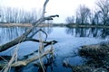 Frosty marsh in February