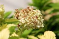 Partially withered Hydrangea or Hortensia garden shrub with bunch of white flowers surrounded with thick light green leaves