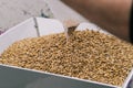 Particles of malt for making beer. Home brewing