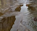 particular. puddle in the streets of Venice