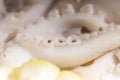 Particular of tentacle Royalty Free Stock Photo