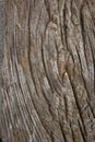 Particular texture of a spiral of wooden fibers