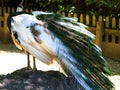 Particular of a white peacock Royalty Free Stock Photo