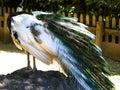 Particular of a white peacock