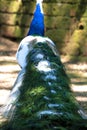 Particular of a white peacock