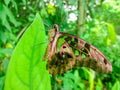 A particularly beautiful butterfly on the green leaves