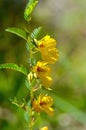 Partidge Pea Flowers Royalty Free Stock Photo