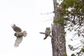 Parting. Pair of barred owls.