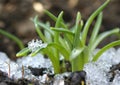 At parting winter adorns the awakened plants with clean diamonds of ice. Royalty Free Stock Photo